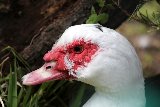 赛前形势分 赛前形势分