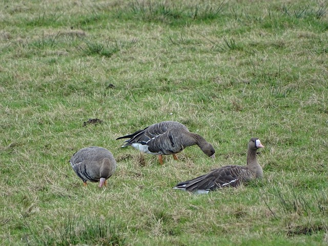 火箭展开了 火箭展开了